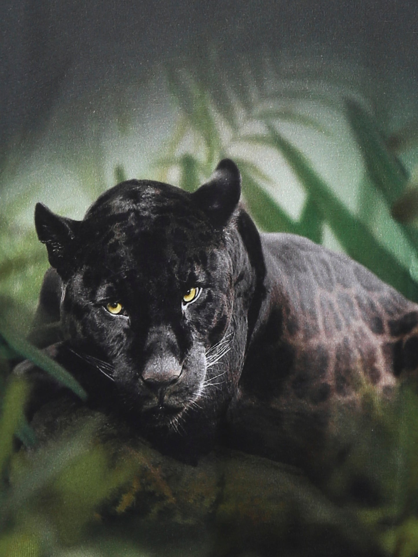 T-shirt Rube verde per bambino con stampa giaguaro,Molo,1S25A404 3972