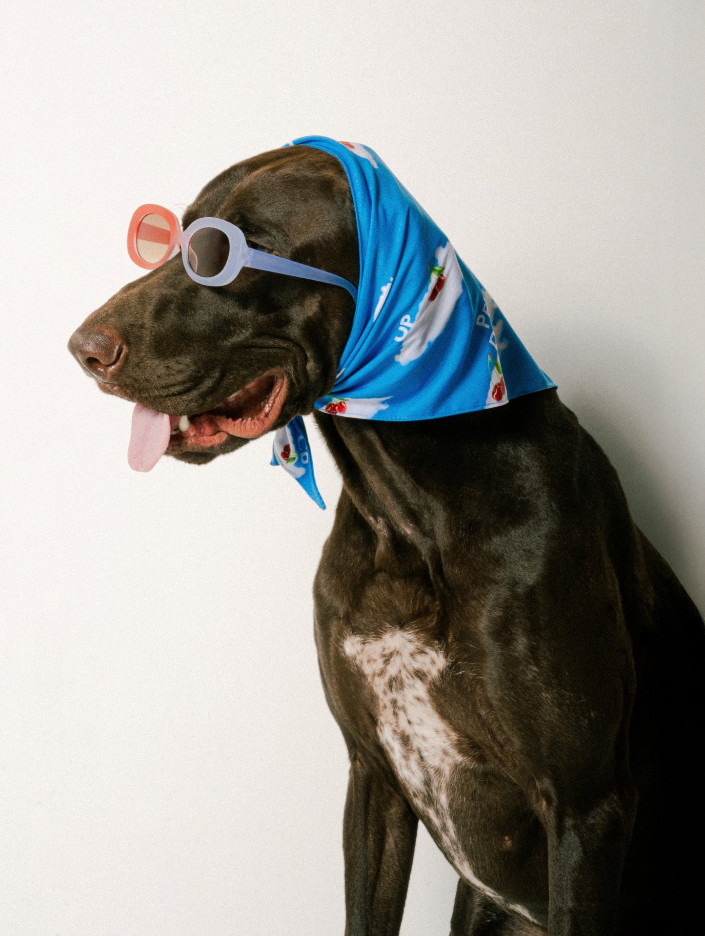 Pets Dream Bandana for dog